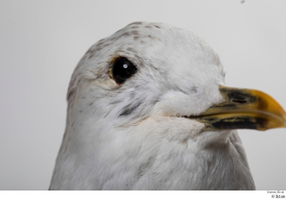 Common gull Larus Canus eye 0002.jpg